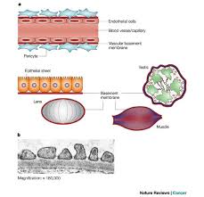 Basement Membranes Structure Assembly