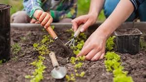 6 Best Gardening Tips And Tricks For