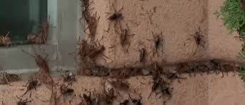 Mormon Crickets Crawl Near Fillmore As