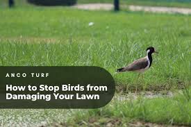 Stop Birds From Damaging Your Lawn
