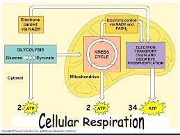 Cellular Respiration Diagram Quizlet
