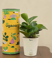 Indoor Plants At Upto 40 Off In