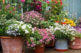 Container Garden Images Browse 423