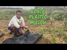 How To Lay Plastic Mulch On Established