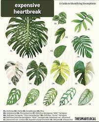A Helpful Guide To Identify Houseplants