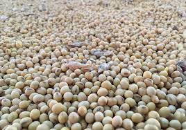 brazilian farmers planting soybeans at