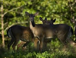Keep Deer Out Of Your Garden