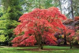 Best Trees To Plant Near A House 10