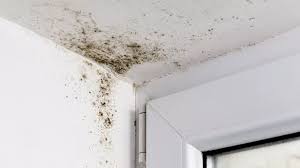 Mould In The House Affects Your Health