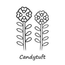 Candytuft Linear Icon Thin Line