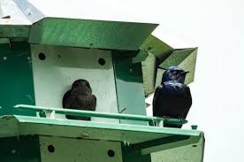 Best Birdhouses To Attract More Birds