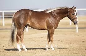 Flaxen Chestnut Pretty Horses