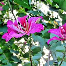 Buy Best 6 Landscaping Flowering Trees