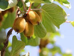 Growing Exotic Fruit Trees In The Uk Saga
