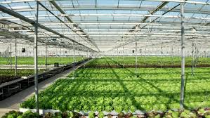 Greenhouse Stock Footage For Free