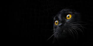 Black Cat Face Images Browse 116