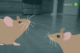 How To Find And Seal Mice Entry Points