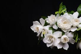 Gardenia Bouquet Images Browse 3 924