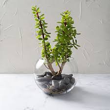 Good Luck Plants Lucky Indoor Plants