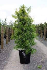 Podocarpus Henkelii Henkels Yellowwood