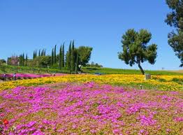 Experience Spring In Temecula Valley