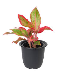 Beautiful Aglaonema Houseplant Chinese