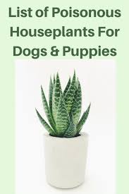 Poisonous Houseplants For Dogs Puppies