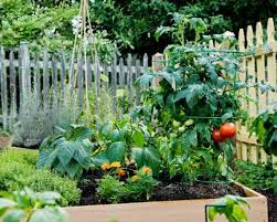 Companion Planting For Tomatoes