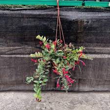 Garden Plants Best Plants For Your
