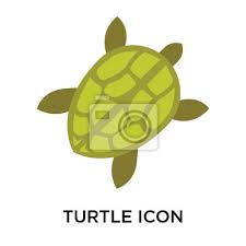 Turtle Icon Vector Sign And Symbol