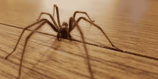 An Exterminator For Spiders
