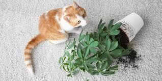 How To Keep Cats Away From Plants 7