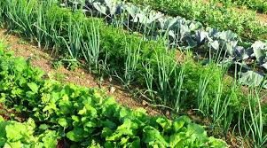 A Vegetable Patch