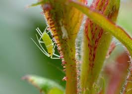 Aphid Control How To Get Rid Of Aphids