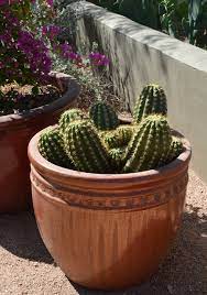 Cactus And Succulent Containers Are