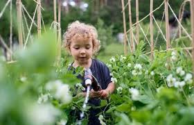 Small Girl Watering In Vegetable Garden