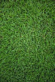 Artificial Grass Images Free