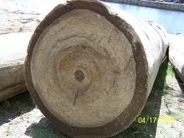 sinker cypress from louisiana sawmill
