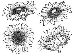 Sunflower Line Art Ilration Graphic
