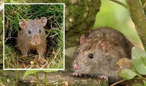 Stop Rats Visiting Your Garden