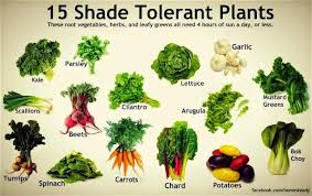 Best Vegetables To Grow In Shade 3 6