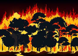 Wall Wildfire In Forest Burning Trees
