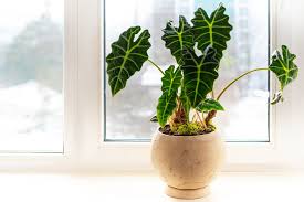 30 Toxic Houseplants To Keep Away From