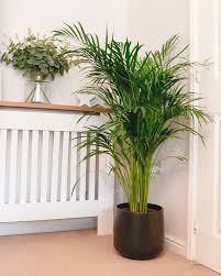 Pet Friendly Houseplants Safe For