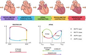 The Five Phases Of The Cardiac Cycle