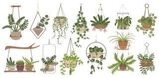 Hanging Plant Vector Art Png Images