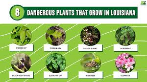 Dangerous Plants That Grow In Louisiana