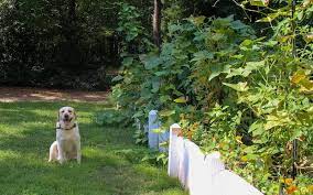 How To Keep Dogs Out Of The Garden