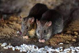 Four Rat Repellents That Are Natural