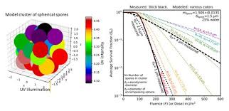 Enhanced Survival Fractions Of Uv